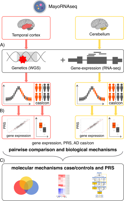  Golgi apparatus, endoplasmic reticulum and mitochondrial function implicated in Alzheimer’s disease through polygenic risk and RNA sequencing 