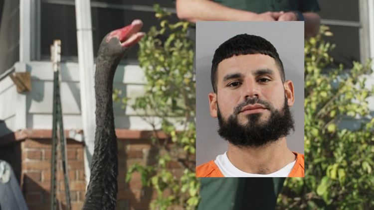  Lakeland swan theft suspect surrenders as investigators hunt for accomplice 