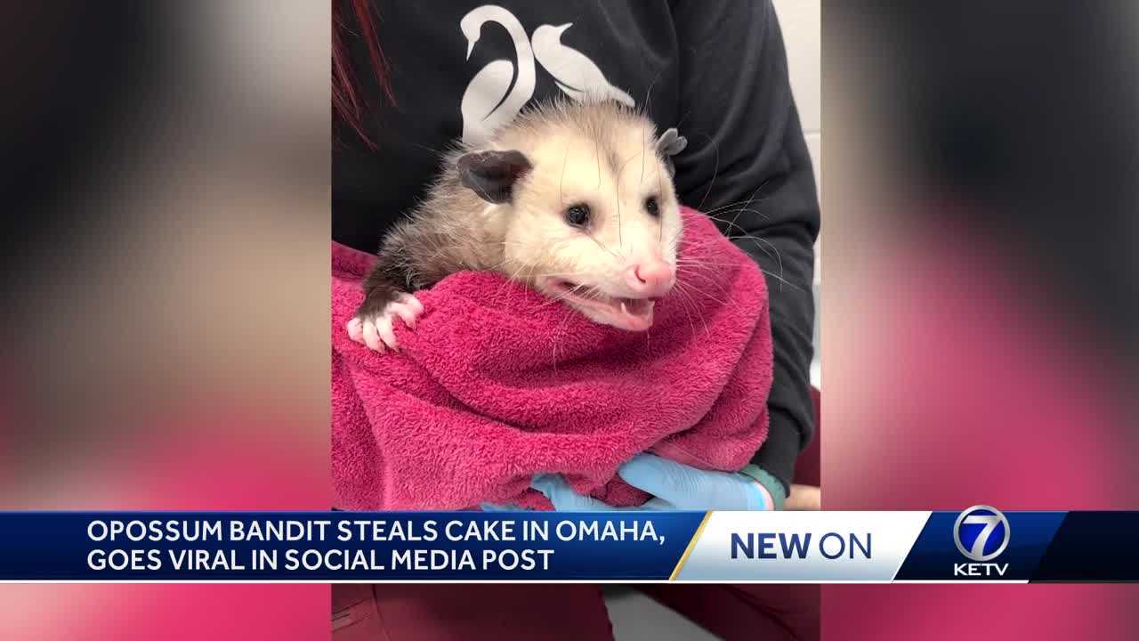  Omaha opossum 'cake bandit' recovering after eating an entire chocolate cake 