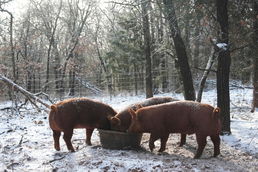  Winter-weary East Coast hit with another storm as temperatures plunge elsewhere 