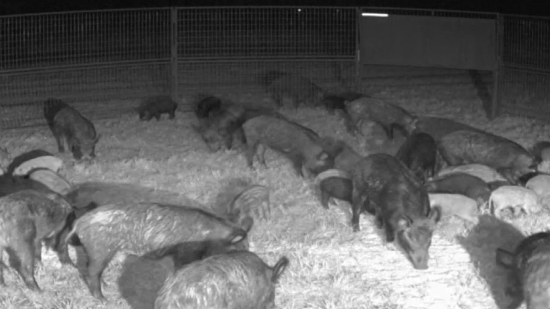  Feral hog problem in Texas fuels growing industry for population control 