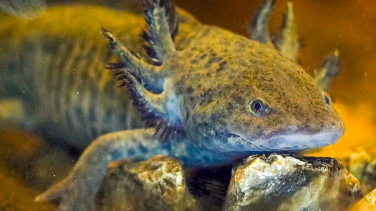  This 'quite peculiar' species has become Mexico's most beloved amphibian 