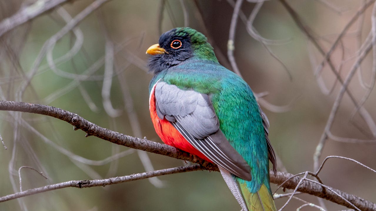  Here are the top 10 must-see birds in Arizona and where you can spot them 