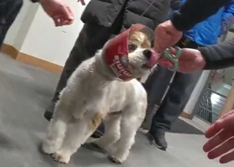   
																Police help Murphy, a dog who got trapped in a jar after going for the last Milk-Bone 
															 