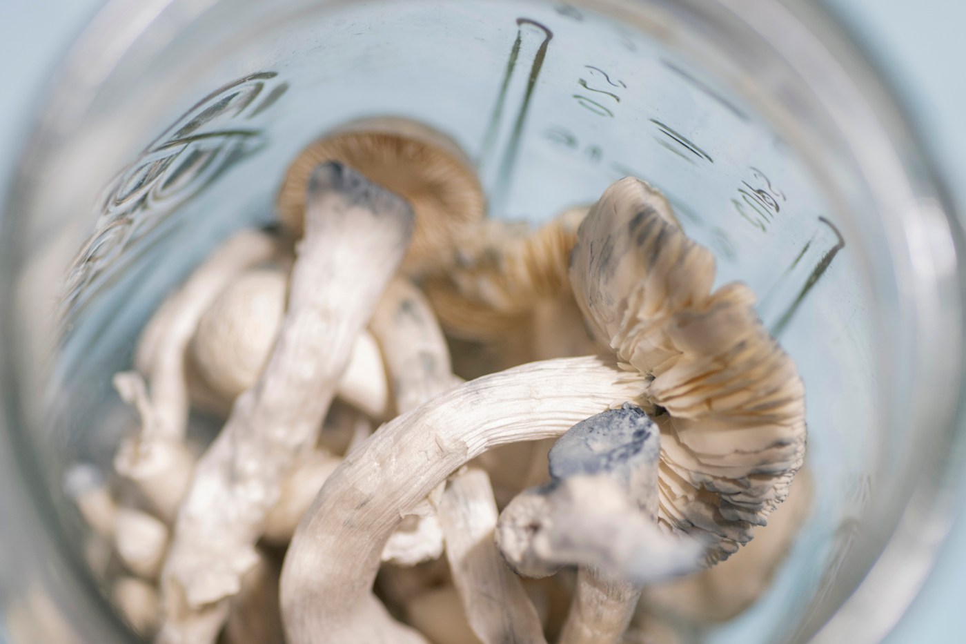  Colorado issues first psilocybin-related licenses, kicking off psychedelic industry rollout 