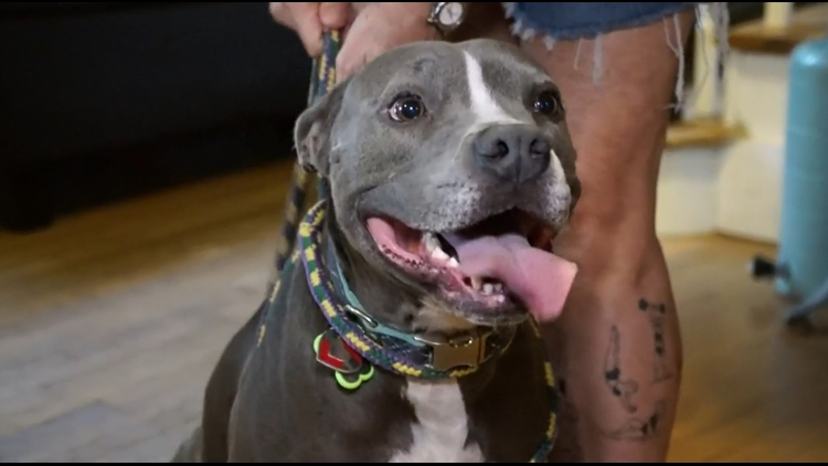  'Hero': Three-legged pit bull saves dozens of dogs with blood donations 