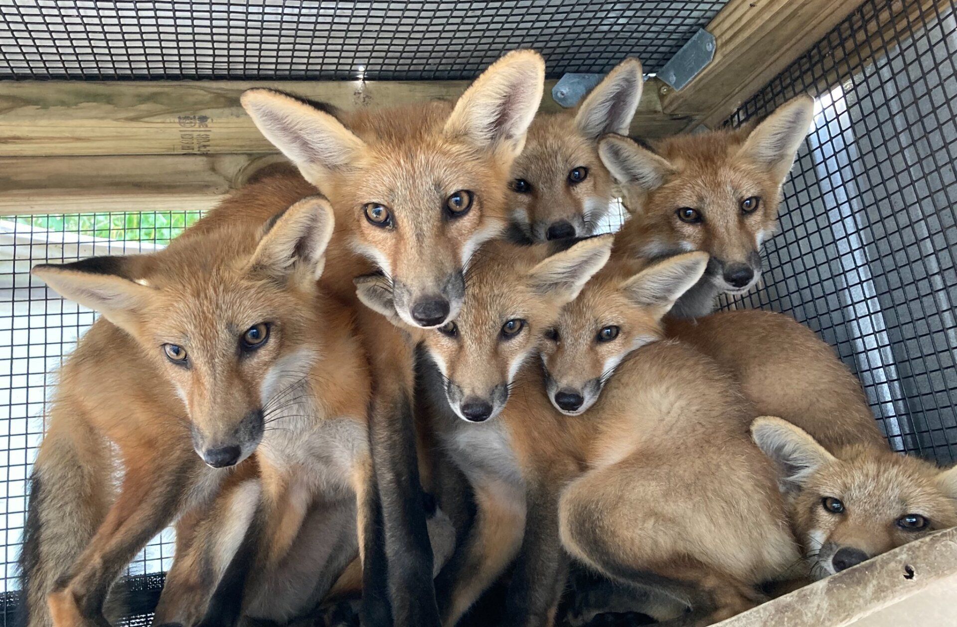  Orange Beach to apply for more Restore funds for wildlife center 
