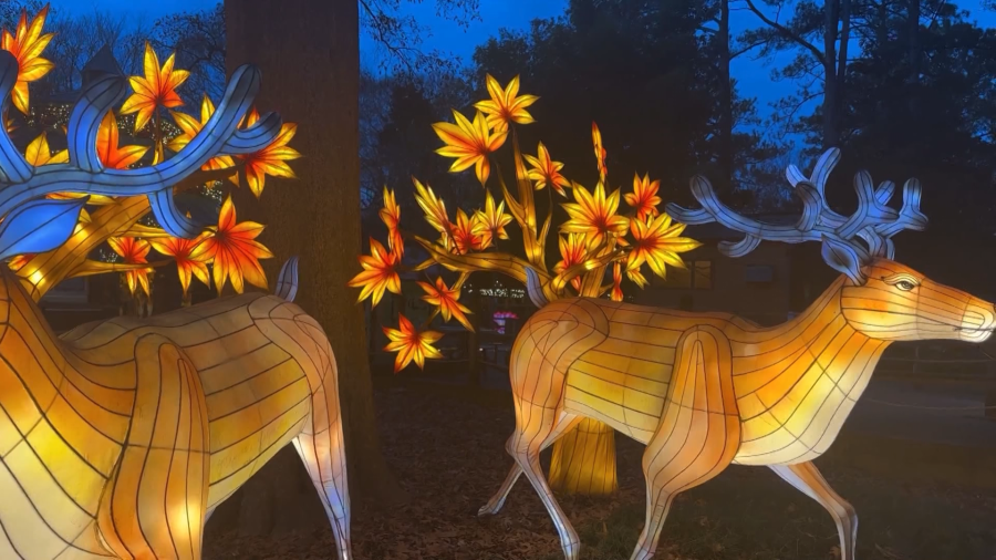  'Glow' wild at the Erie Zoo's Chinese lantern festival this spring 