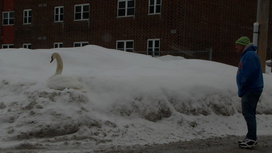  A swan makes a pitstop in the City of Oneida 