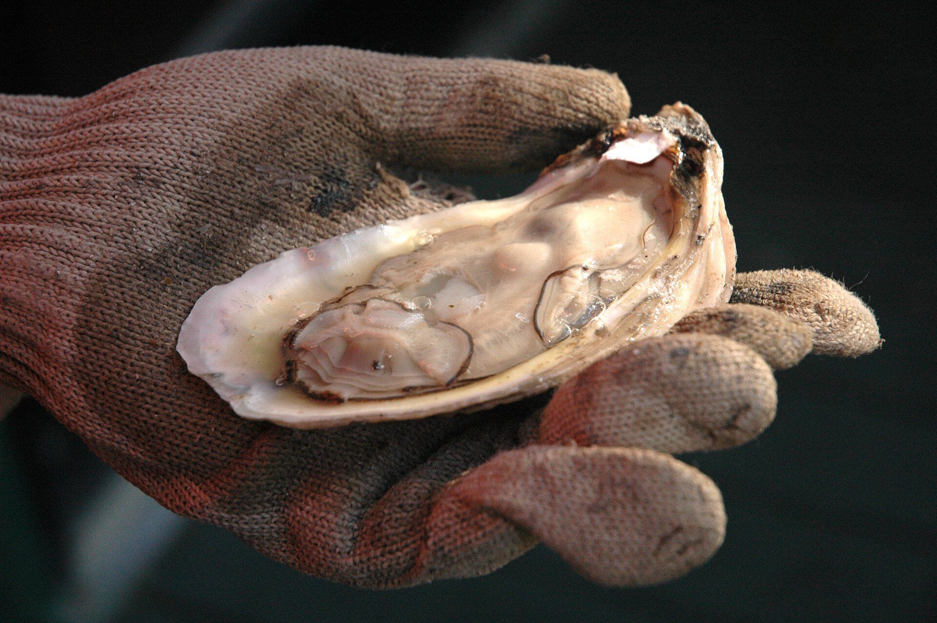  Fort Morgan Oyster Fest slated for February 25th 