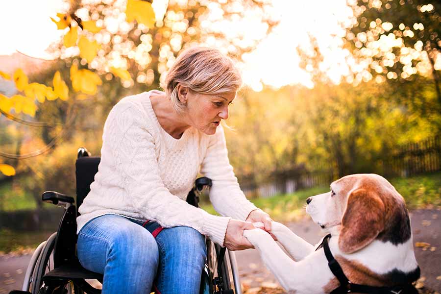  Service dogs can help seniors with disabilities 