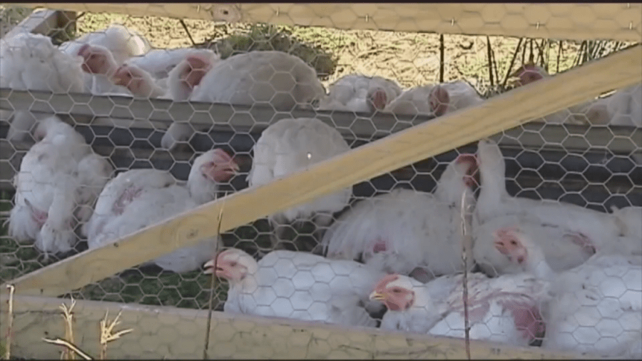  USDA grants conditional approval for bird flu vaccine: What this means 