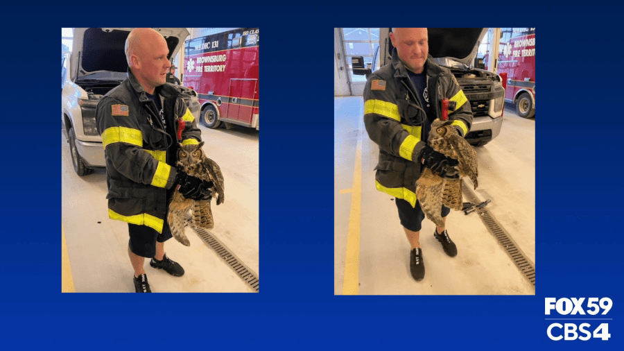   
																PICS: Brownsburg Fire Territory rescues injured owl 
															 