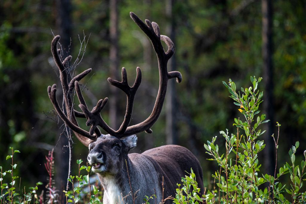  Want to See Real Live Reindeer? Head North to Alaska for a Festive Christmas Adventure 