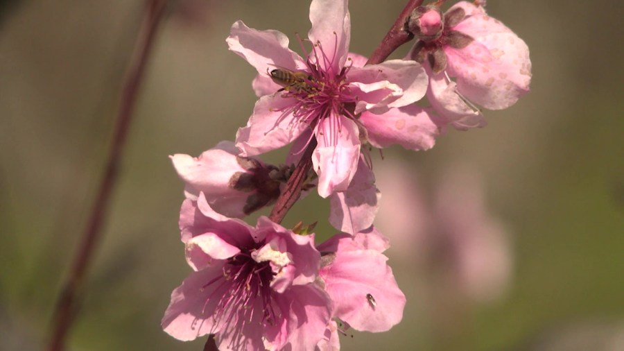  'February is the best': It's not spring yet, but it really looked and felt like it in Bakersfield 