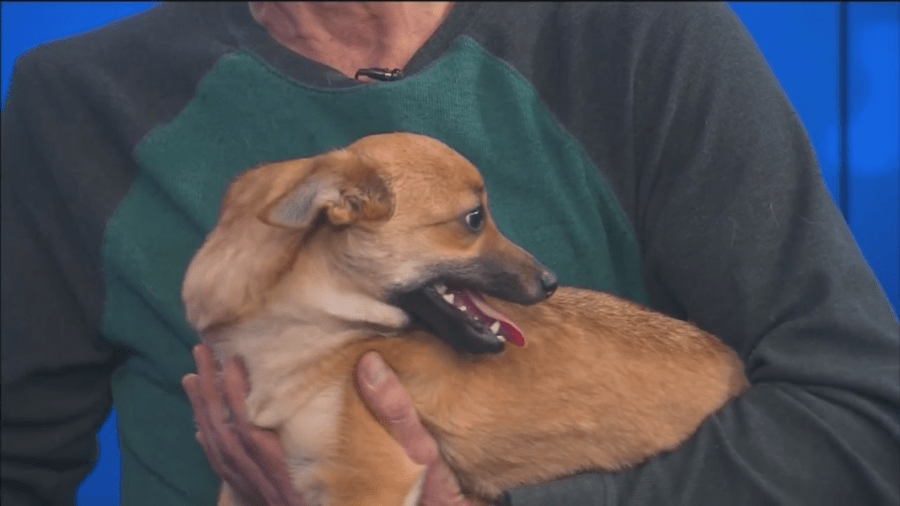  Pet of the Week: Teddy 