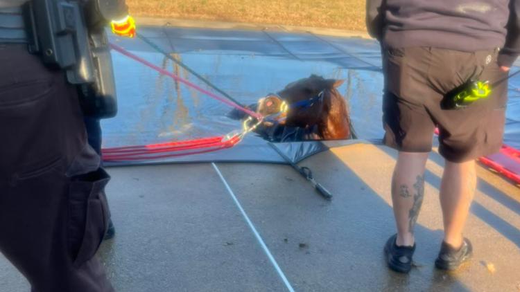  Horse falls into pool, gets rescued by emergency teams in NC 