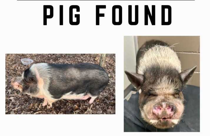  Are you missing a pig? Owner sought after pig found in Upstate  