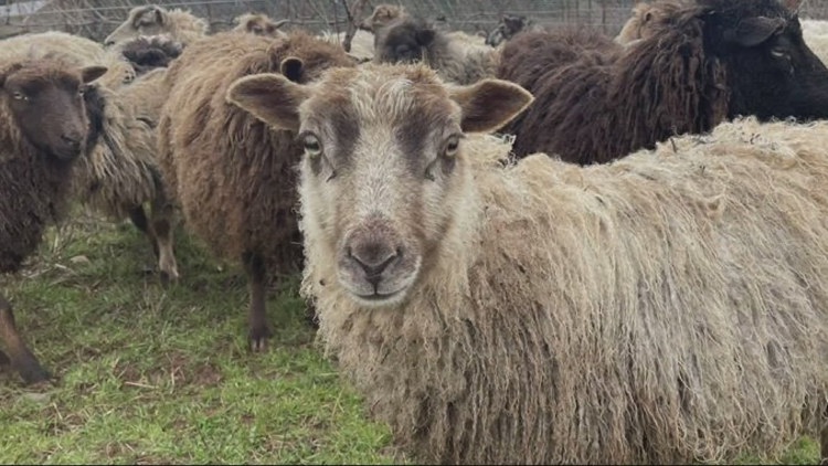  From grape to glass: Oregon winery's eco-friendly approach uses sheep 