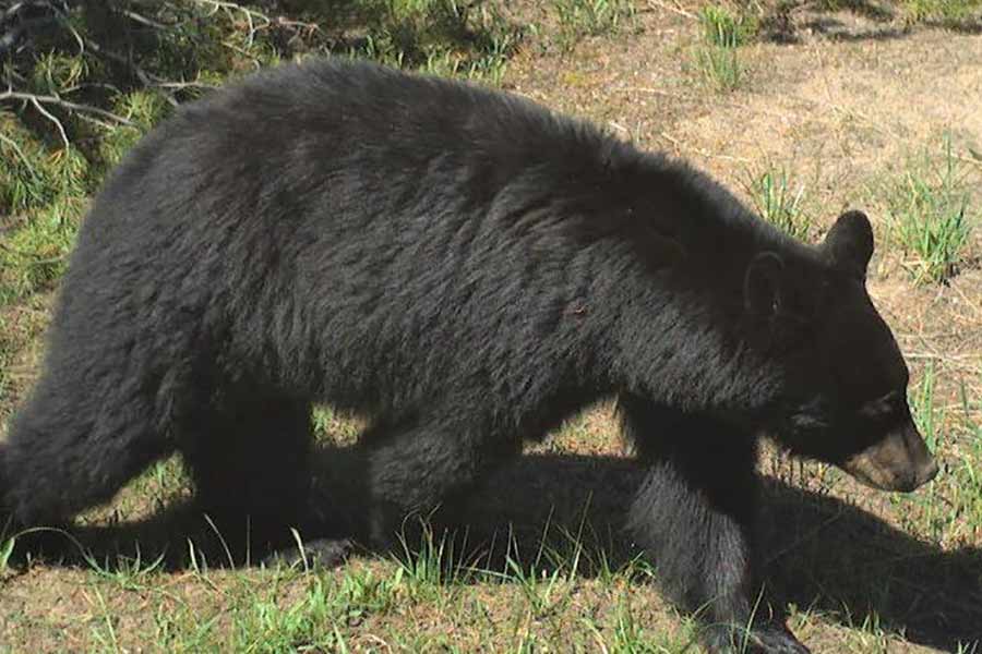  Attention bear hunters, a bear ID course is required to hunt in 2025 