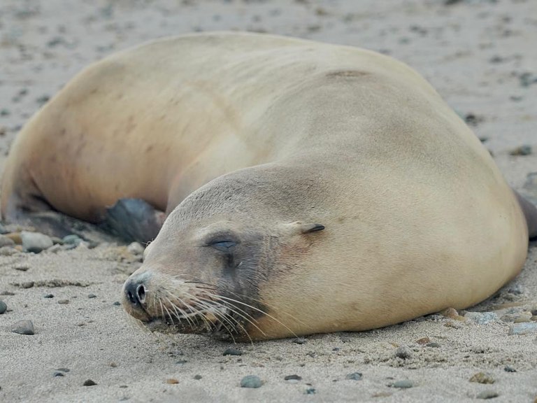  California sea lions are getting sick, but what's causing it? 