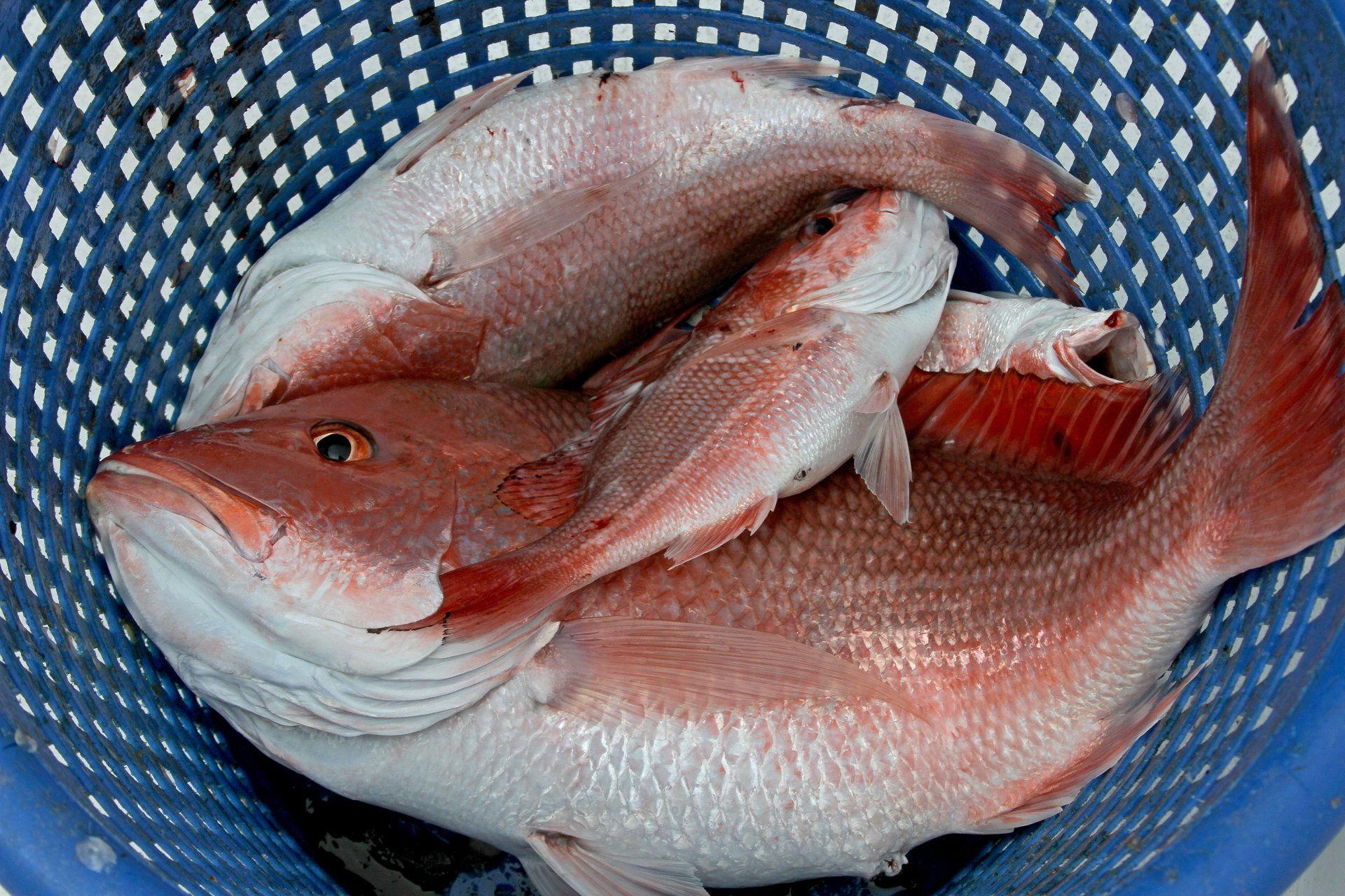  2023 snapper quota for recreational fishing facing 50 percent cut 