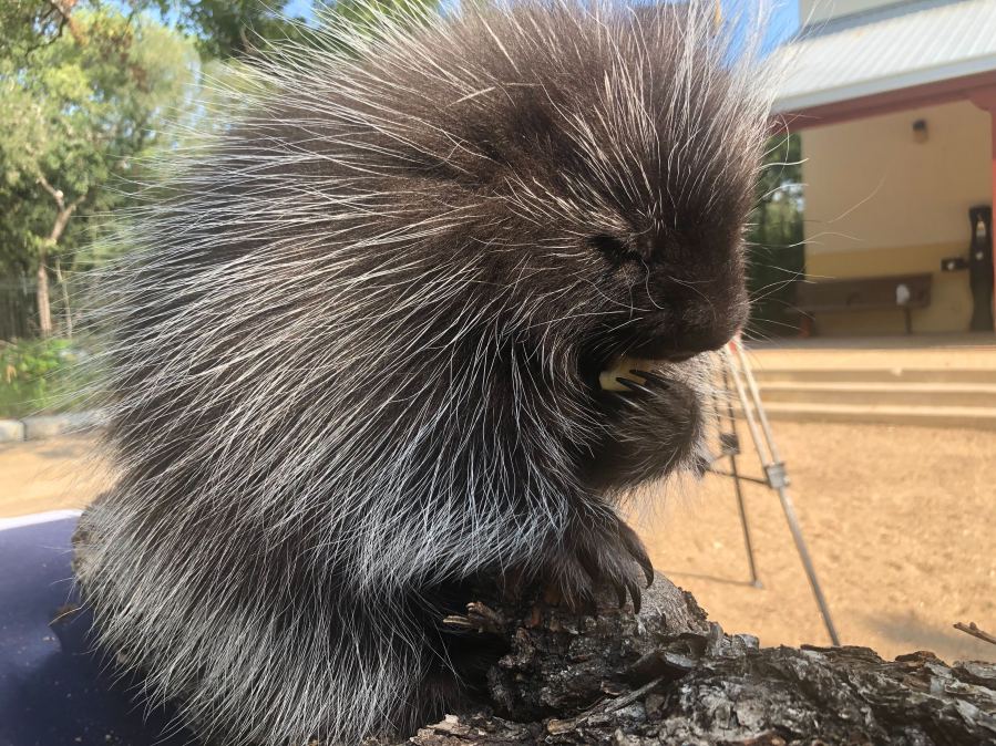  Porcupines spotted more in Central Texas 