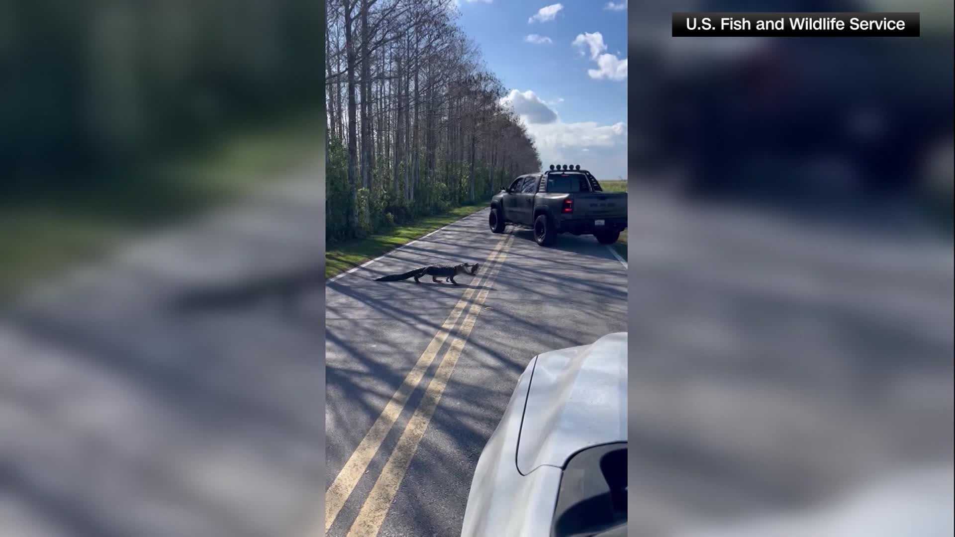  WATCH: Alligator caught on camera halting traffic and carrying turtle across road 