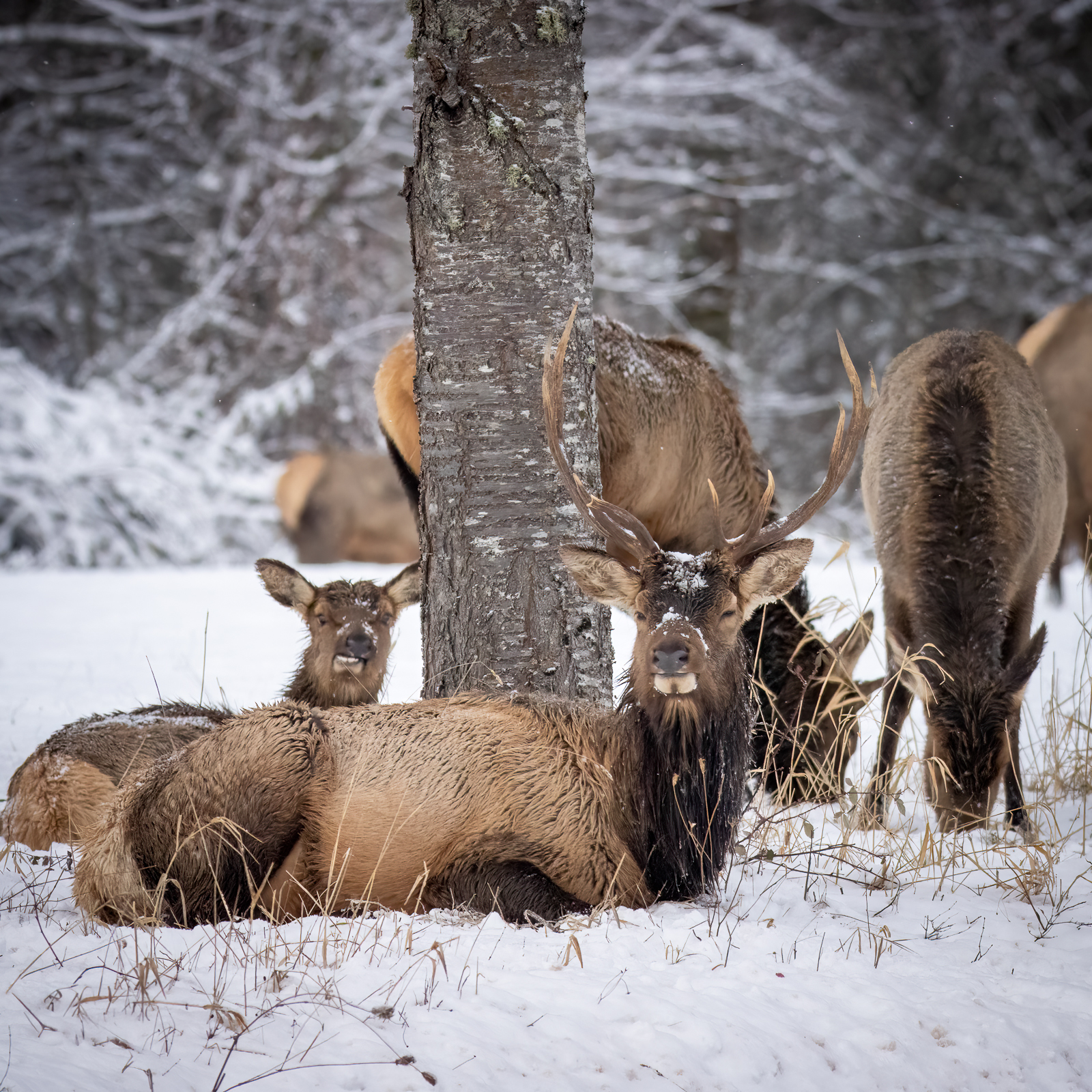  Helping Wildlife in Need: What to Do if You Encounter a Sick or Injured Animal - Living Snoqualmie 