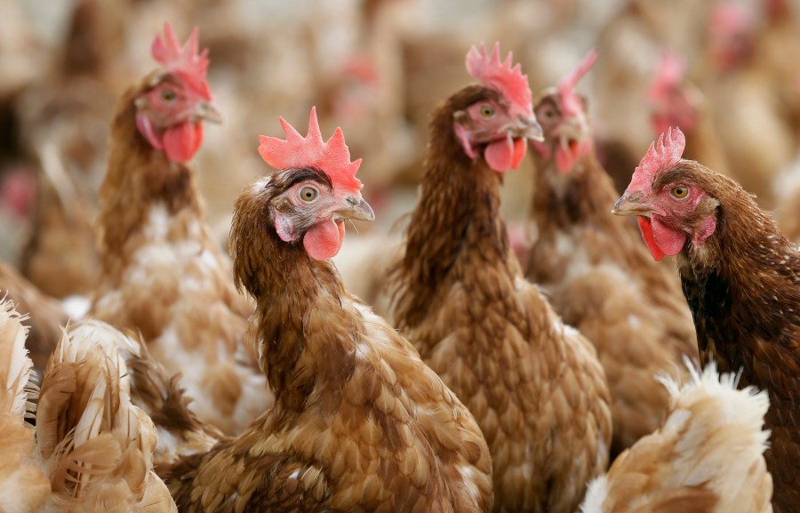  NYS issues new poultry testing requirements to prevent spread of bird flu 