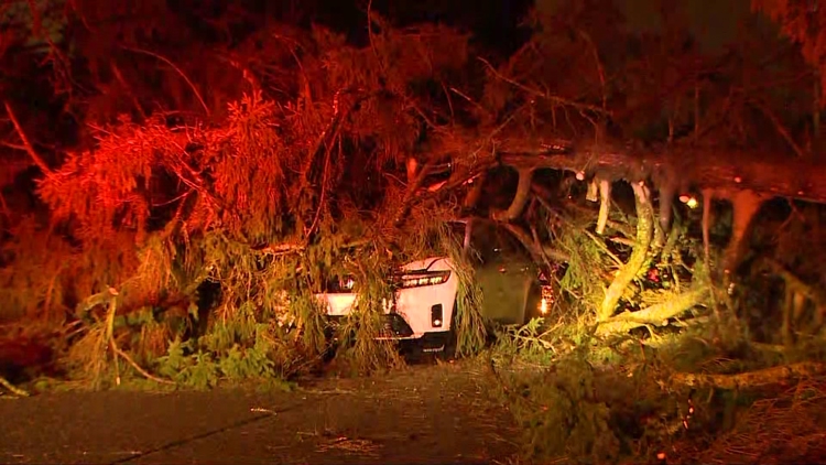  Trees collapse on cars as powerful winds hit western Washington 