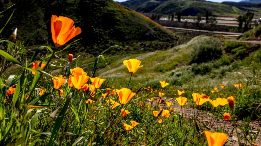  California wildflower season returns: What to expect with this year's bloom 