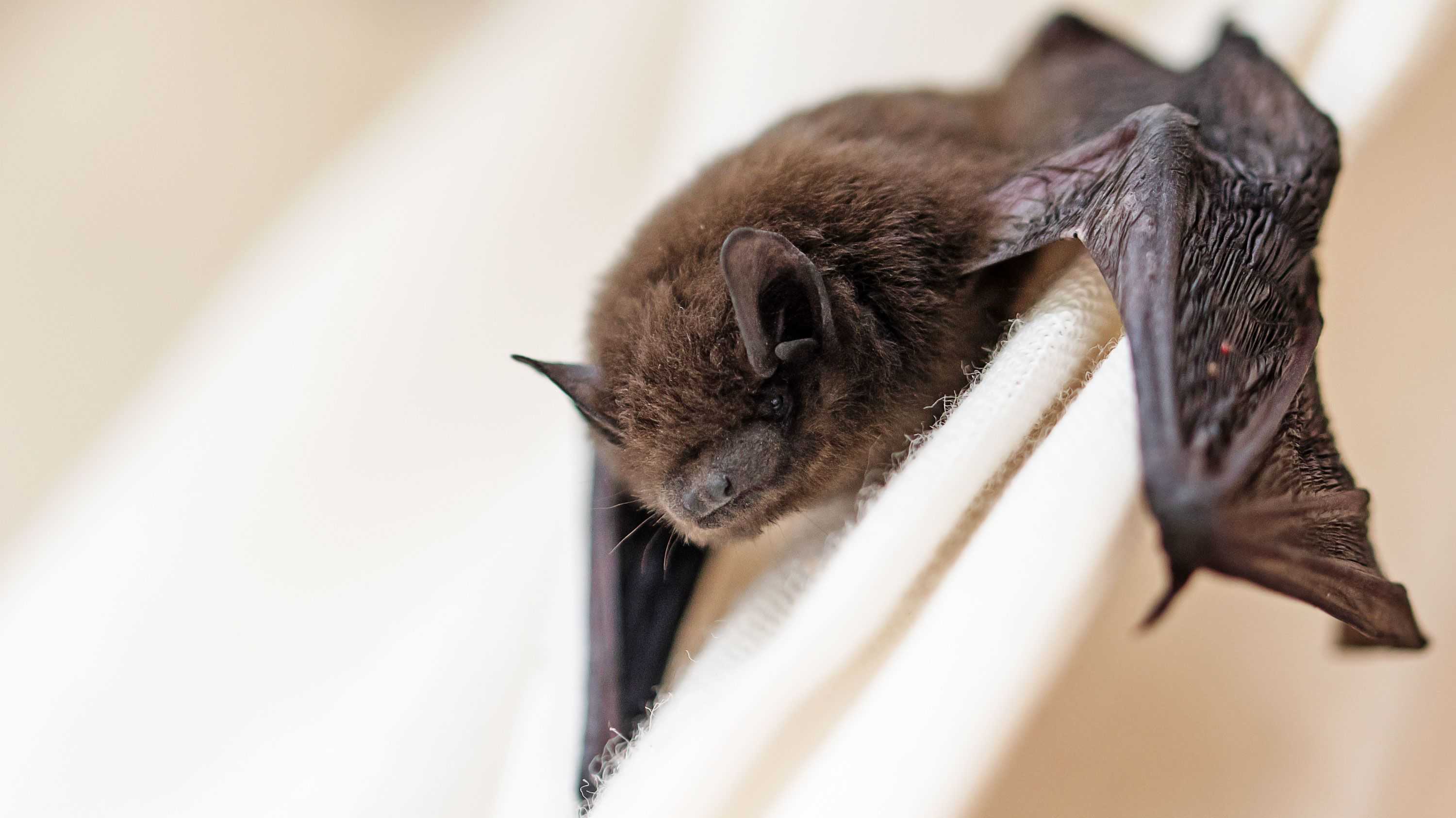  Scientists identify new coronavirus in bats, but it’s not a public health threat 