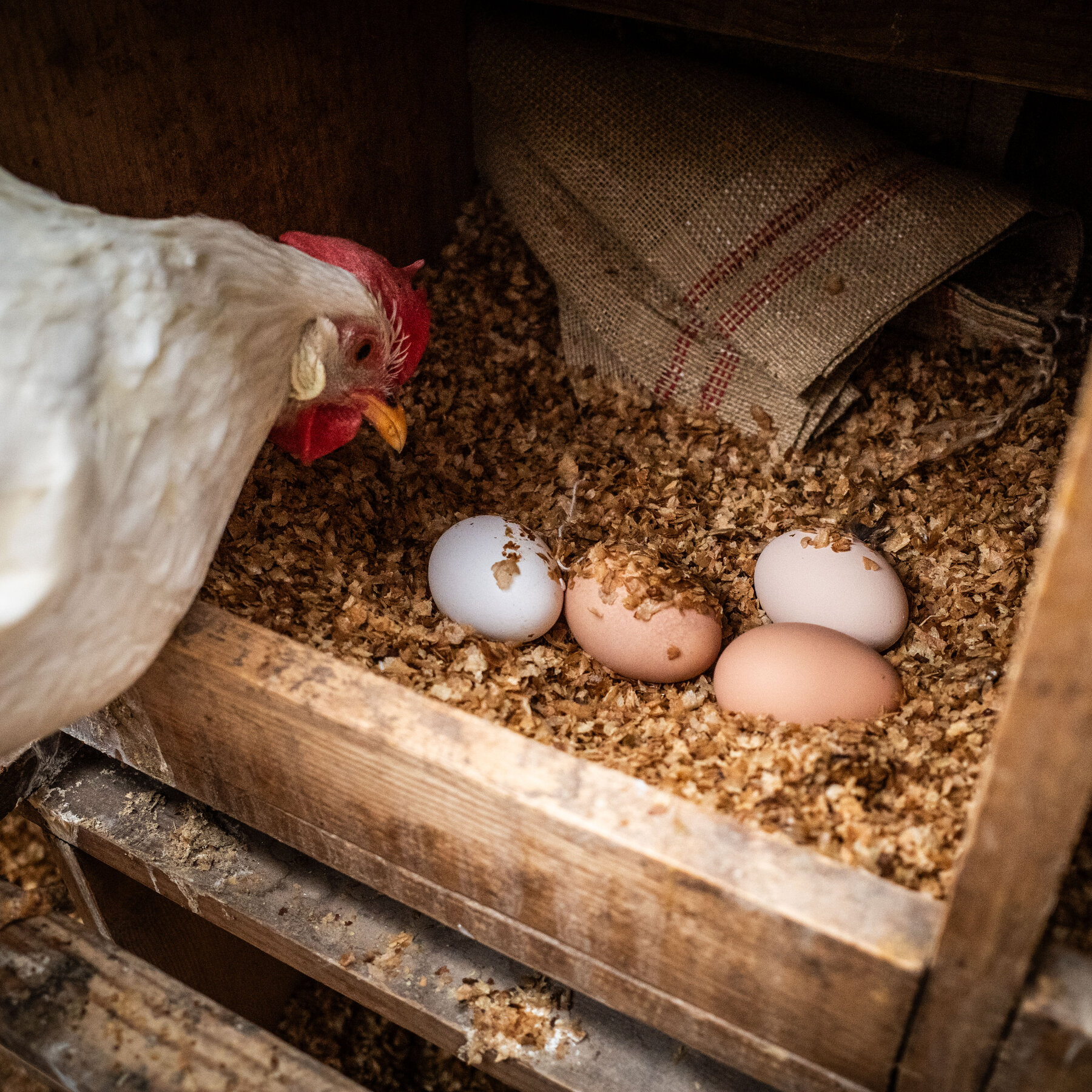  As Egg Prices Soar, U.S. Looks to Import From Other Countries 