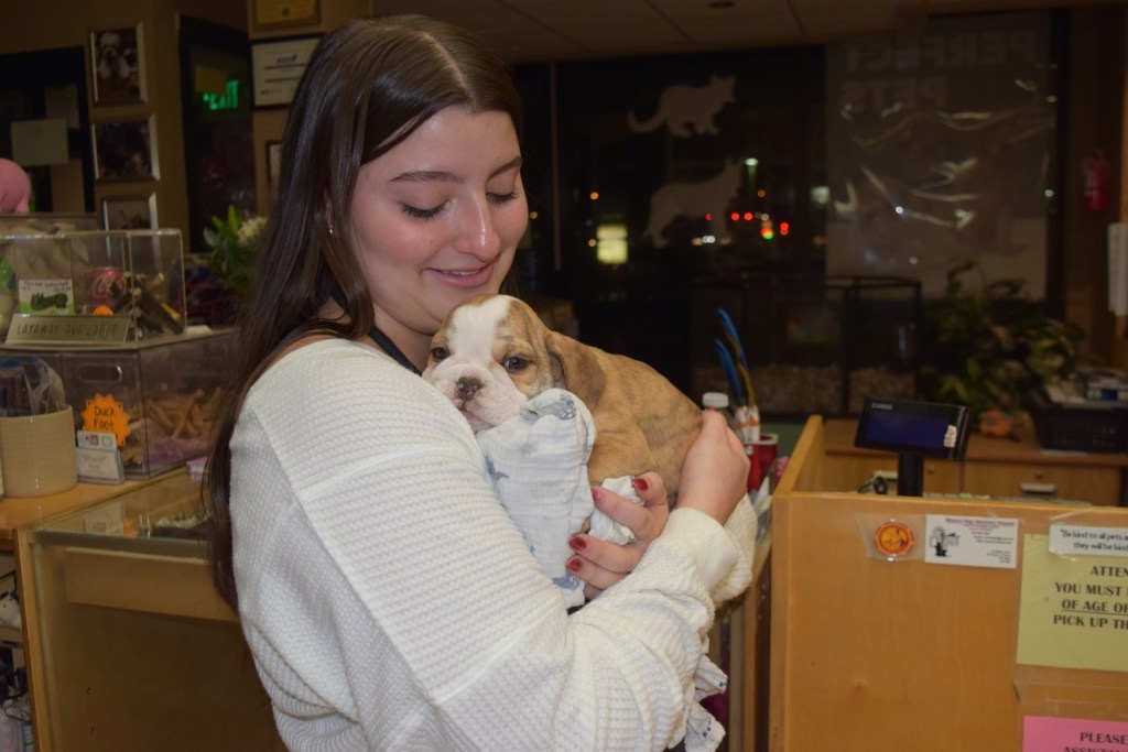  High-priced bulldogs stolen from Colorado pet store after man fakes seizure 