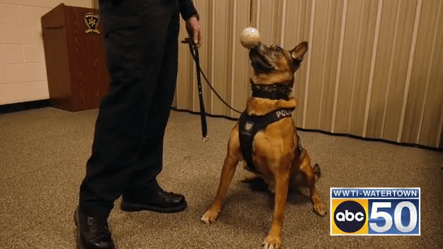  Pawsitive Goodbye: K9 Ricky Hangs Up His Badge 