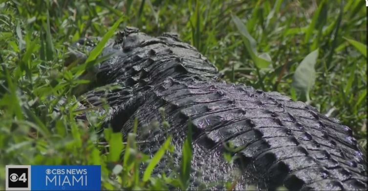  Federal budget cuts hit South Florida’s national parks 