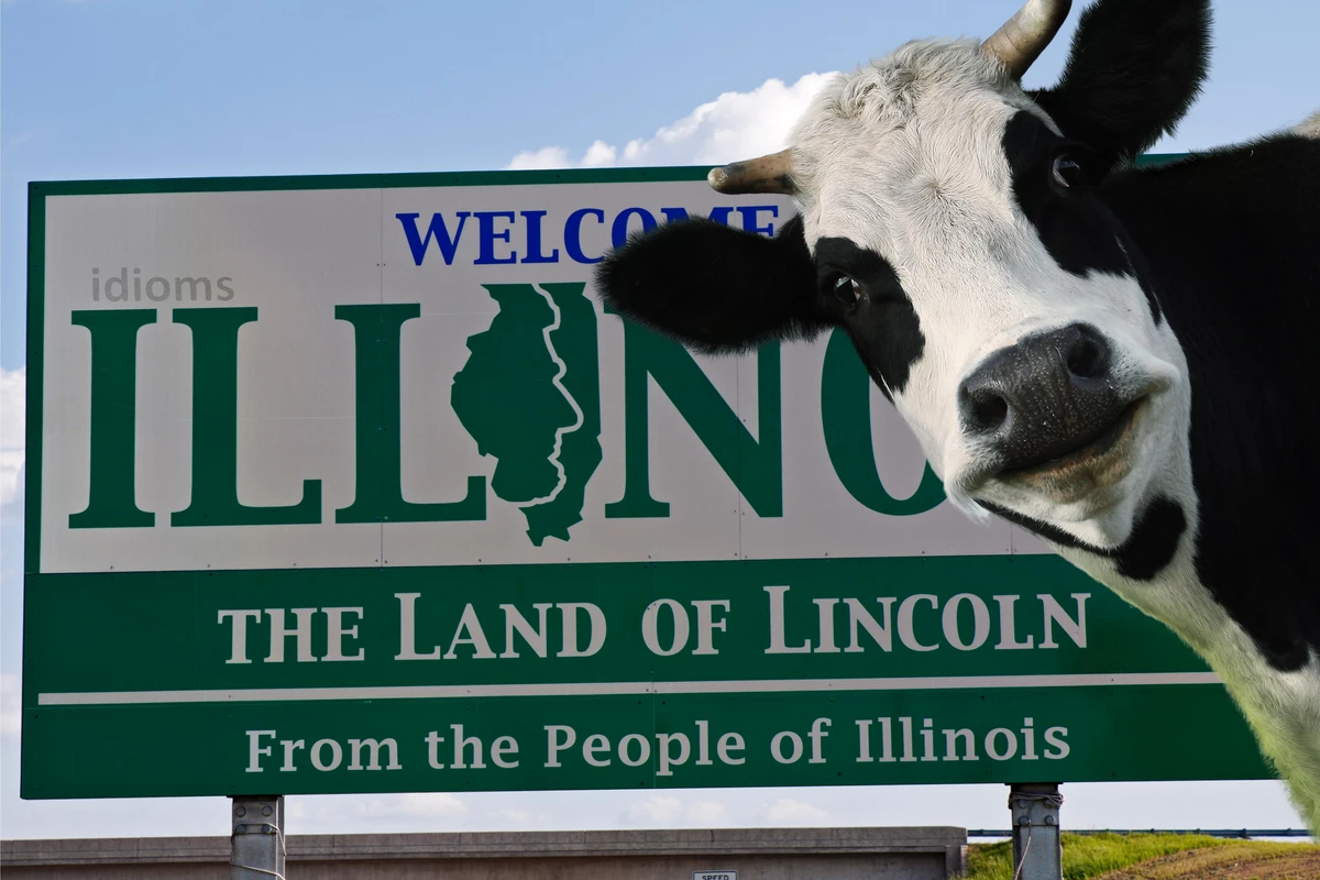  Lost Cow In Illinois Has Some Searching And Others Scratching Their Head 