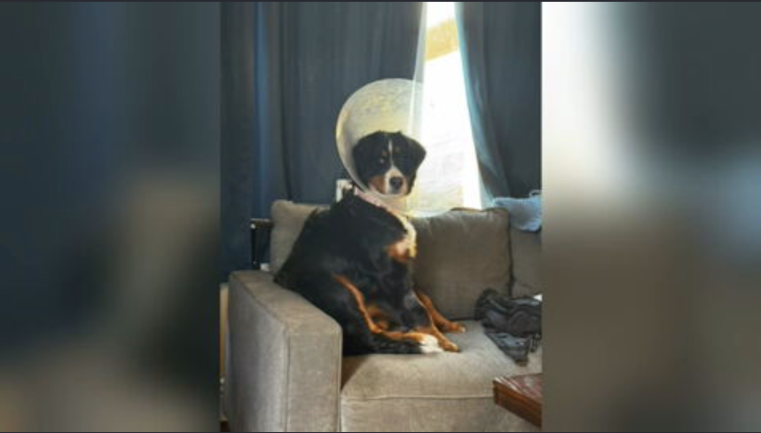  Corona veterinarian finds 44 foreign items inside stomach of Bernese Mountain Dog during surgery 