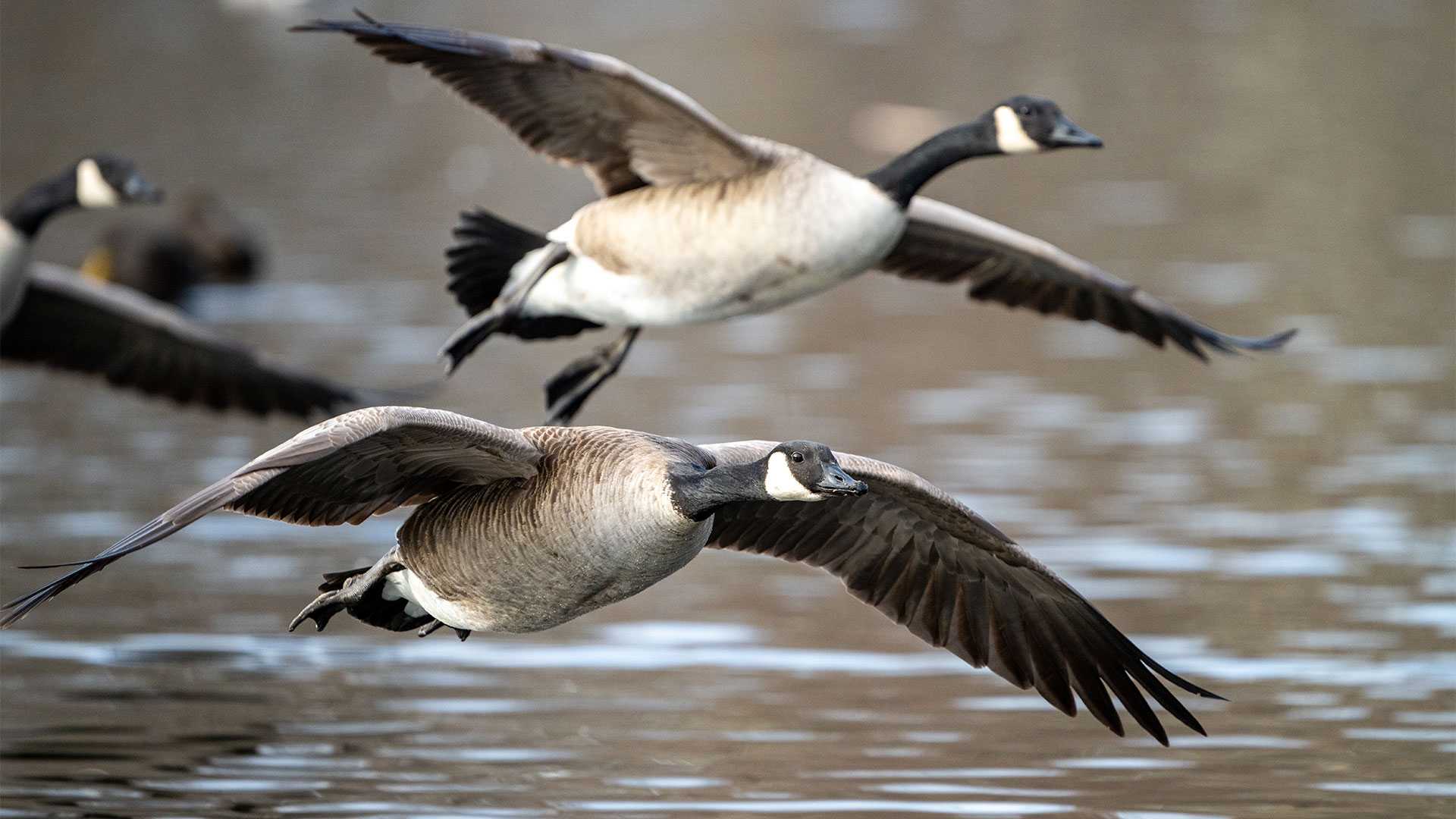  Nearly 2 dozen geese found dead on Maine beach, avian flu suspected 