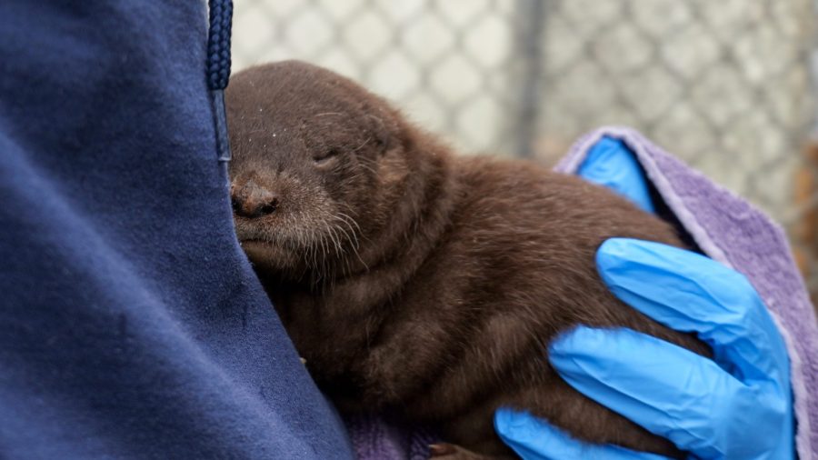  North American river otter pups born at Seneca Park Zoo 