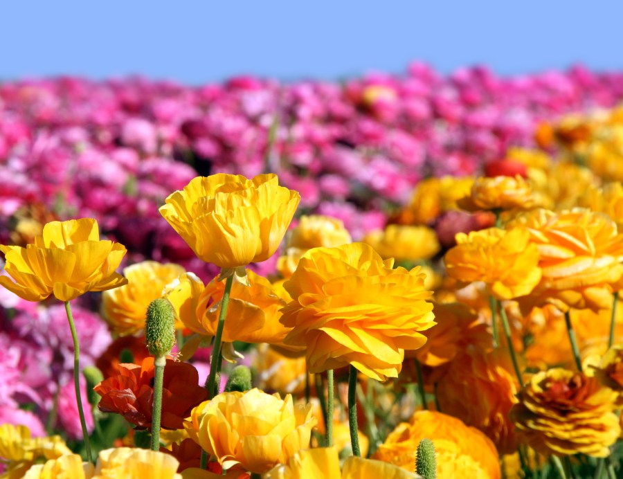  Why do the Carlsbad Flower Fields grow ranunculus, and what are they? 