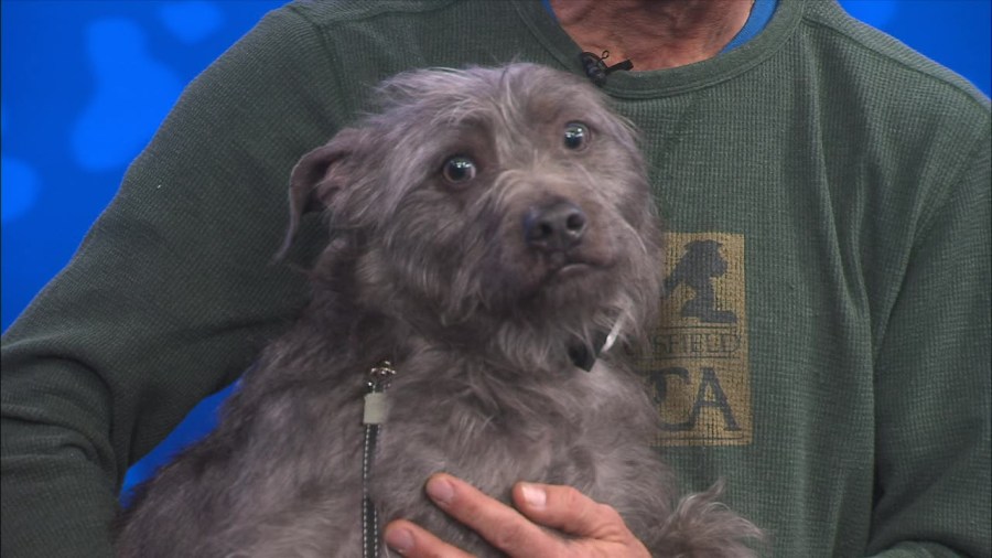  Pet of the Week: Hank 