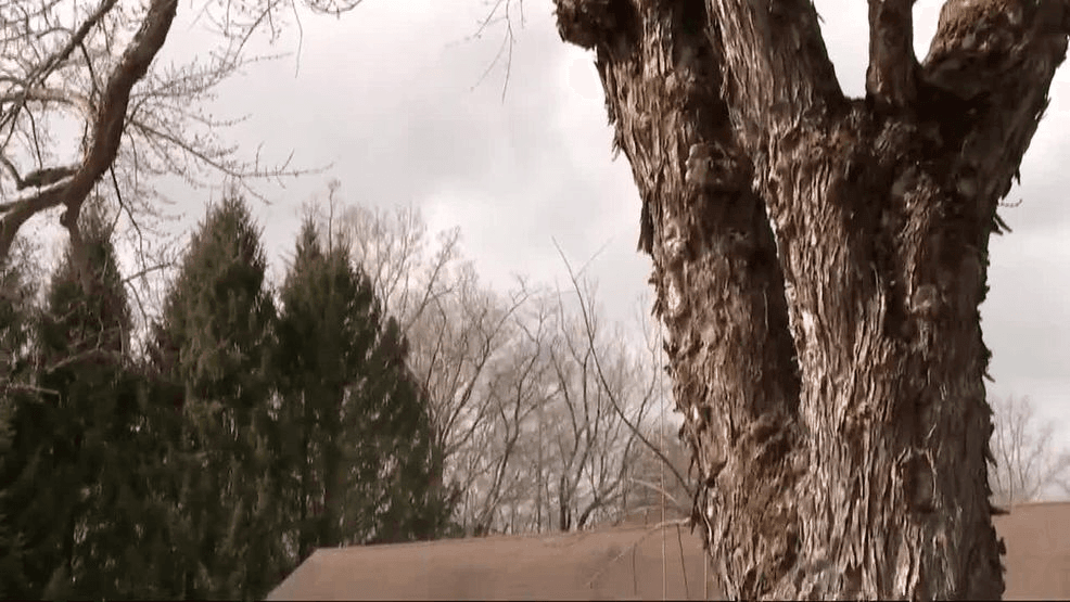  Blair County camp working to preserve historic 'Witness Tree' 