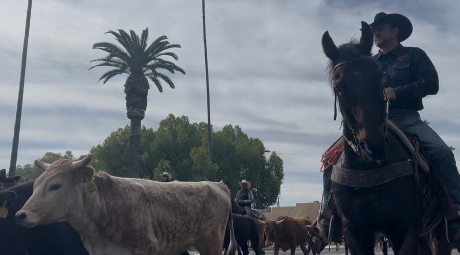  Cows stampede through Chowchilla in long-standing tradition 