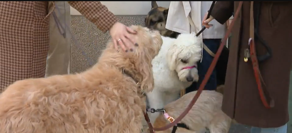  Multiple dogs shocked by metal strip outside apartments 