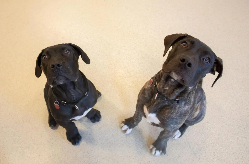  Two puppies found tied to tree in Dedham will be available for adoption 