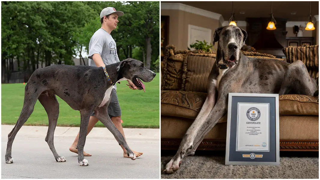 World’s tallest dog confirmed as Zeus the Great Dane 
