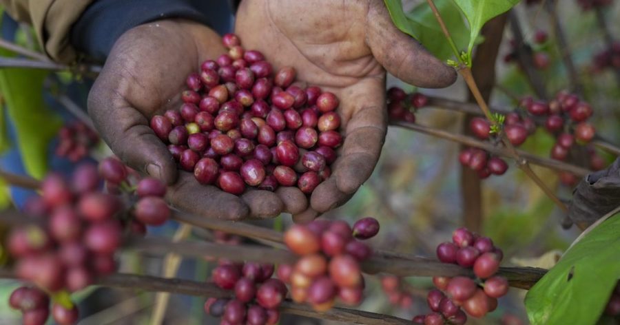  This rare bean may be your future coffee as warming climate hurts crops 