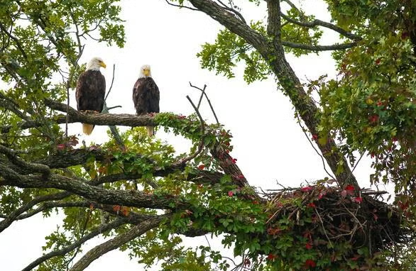  Live webcam to showcase nesting bald eagle pair in Blue Springs, Missouri 